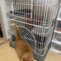 キャットゲージ中古