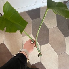 観葉植物　モンステラ