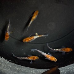 メダカ　三色ラメ　♂3♀3