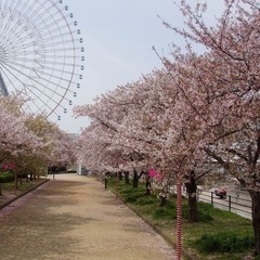 4月6日（日） 🌸お花見🌸🍺飲み会🍺しませんか❓