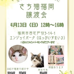 4/13 さち猫福岡譲渡会　エンジョイパーク（はっぴいすまいる）
