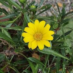花　ガザニア苗　数株　