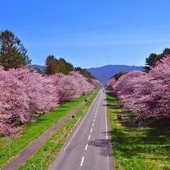 GW短期！静内桜まつり写真販売スタッフ募集！未経験者大歓迎！の画像