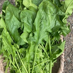 ほうれん草