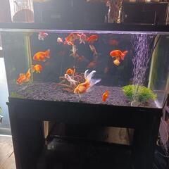金魚｜手伝って/助けての助け合い｜ジモティー