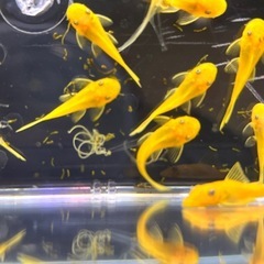 ブルーアイゴールデンブッシープレコ　2.5cm以上　 稚魚　苔取り生物の画像