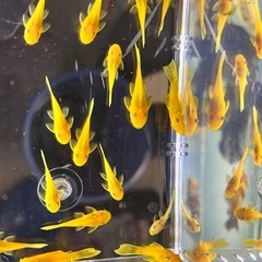 ブルーアイゴールデンブッシープレコ　2.5cm以上　 稚魚　苔取り生物の画像