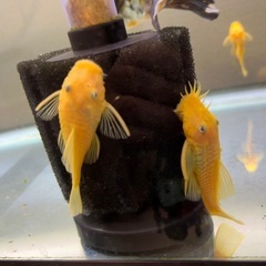 ブルーアイゴールデンブッシープレコ　2.5cm以上　 稚魚　苔取り生物の画像