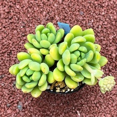（セダム）春萌の画像