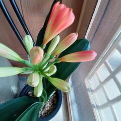 花が咲きました　クンシラン鉢植え