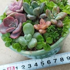 多肉寄せ植え🌱🌺💕