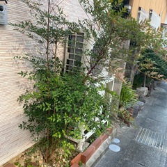 南天の木の画像