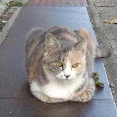 野良猫ちゃんたちを救ってください