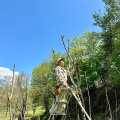 山菜採りを一緒に楽しみませんか。 - その他