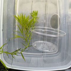 水質浄化に　ナヤス（水草）の画像