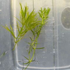 水質浄化に　ナヤス（水草）の画像