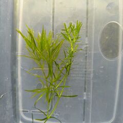 水質浄化に　ナヤス（水草）の画像