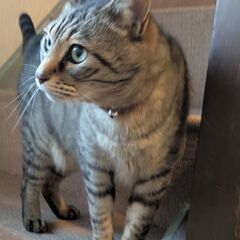 急ぎ　9歳オス と一緒に生活してくださる方募集しています。 - 猫