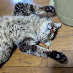  急ぎ　9歳オス と一緒に生活してくださる方募集しています。 - 里親募集
