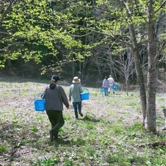 山菜採りを一緒に楽しみませんか。 − 長野県