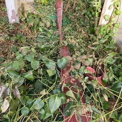 雨樋の一部　軒樋の画像