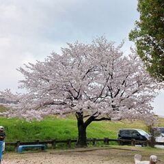 一緒にお花見に行きましょう！