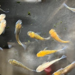 最値下げ　メダカ　宮桜　7匹の画像