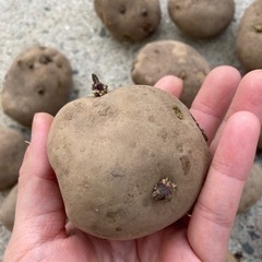 じゃがいも(男爵芋)の種芋16個