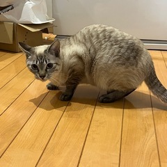 保護猫