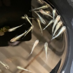 値下げ　メダカ　サバの極み　10匹の画像