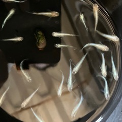 値下げ　メダカ　サバの極み　10匹の画像