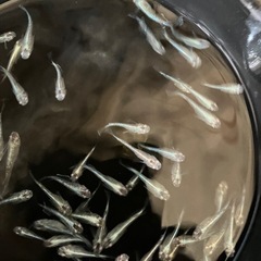 値下げ　メダカ　サバの極み　10匹の画像