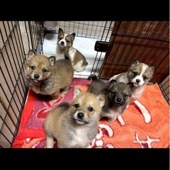 5頭の子犬達　イオくん　お迎えお待ちしてます - 今治市