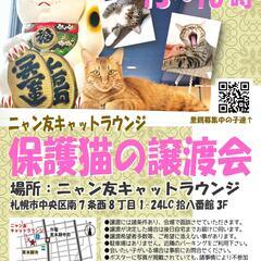 【札幌】ニャン友キャットラウンジ保護猫の譲渡会〈3/30〉