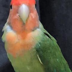 コザクラインコ　里親　友人の代理です