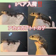 アカメカブトトカゲ1ペア入荷！