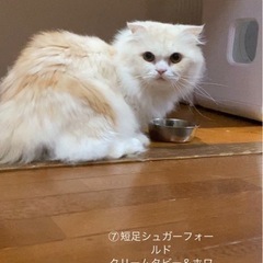 【里親募集中】短足シュガーフォールド　男の子