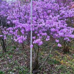 岩つつじ 三つ葉ツツジ 

の画像