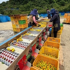 急募！梅の収穫を手伝ってくれる方募集します🔴の画像
