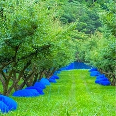 急募！梅の収穫を手伝ってくれる方募集します🔴の画像