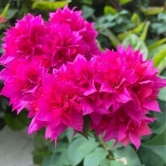 ブーゲンビリア　八重咲レッドの画像