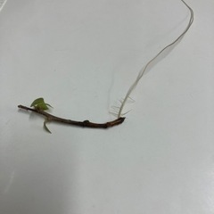 ブーゲンビリア　八重咲レッドの画像