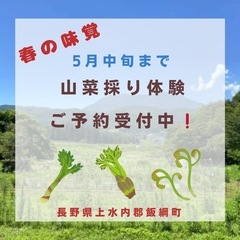 山菜採りを一緒に楽しみませんか。