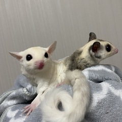 フクロモモンガ　【販売】