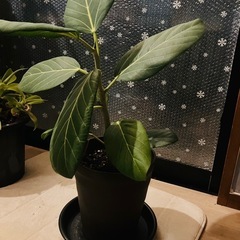 【お引渡し予定決まり】ベンガレンシス