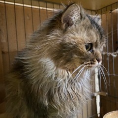 里親 - 猫