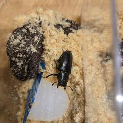 メタリフェルホソアカクワガタ　♀　成虫