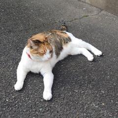 猫(三毛猫、メス)の里親募集