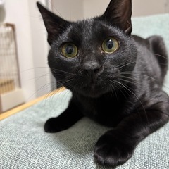 【里親さん決まりました】生後9ヶ月黒猫