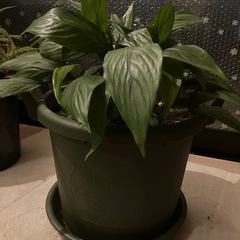 観葉植物
